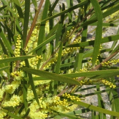 Acacia floribunda (White Sally Wattle, Gossamer Wattle) at Theodore, ACT - 24 Sep 2018 by Owen