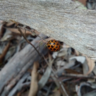 Harmonia conformis (Common Spotted Ladybird) at Carwoola, NSW - 21 Sep 2018 by RyuCallaway