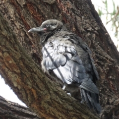 Corvus coronoides at Parkes, ACT - 24 Sep 2018