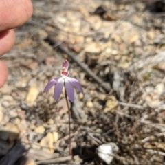 Caladenia sp. (A Caladenia) at Boyne State Forest - 19 Sep 2018 by NickWilson