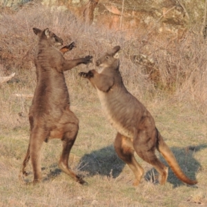 Osphranter robustus robustus at Molonglo River Reserve - 11 Sep 2018