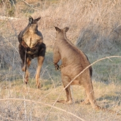 Osphranter robustus robustus at Molonglo River Reserve - 11 Sep 2018