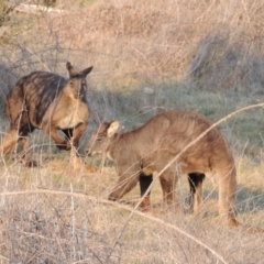 Osphranter robustus robustus at Molonglo River Reserve - 11 Sep 2018