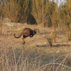 Osphranter robustus robustus at Molonglo River Reserve - 11 Sep 2018