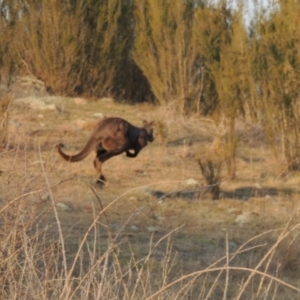 Osphranter robustus at Molonglo River Reserve - 11 Sep 2018