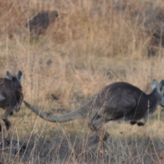 Osphranter robustus robustus (Eastern Wallaroo) at Molonglo, ACT - 11 Sep 2018 by MichaelBedingfield