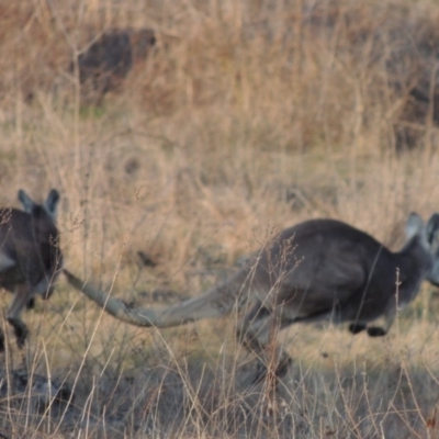 Osphranter robustus (Wallaroo) at Molonglo River Reserve - 11 Sep 2018 by michaelb