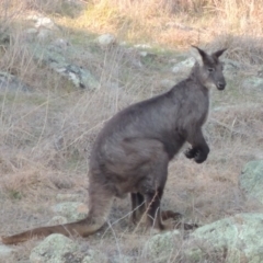 Osphranter robustus at Molonglo River Reserve - 11 Sep 2018