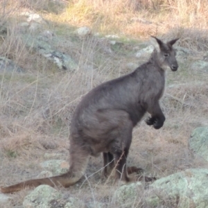 Osphranter robustus at Molonglo River Reserve - 11 Sep 2018