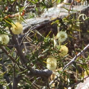 Acacia ulicifolia at Theodore, ACT - 25 Sep 2018