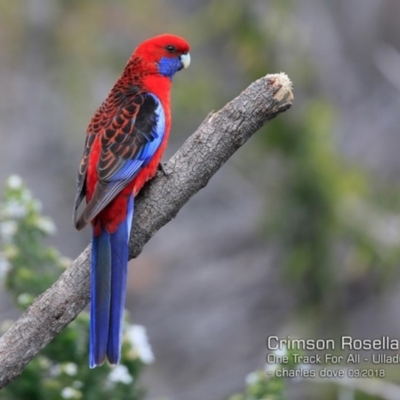 Platycercus elegans (Crimson Rosella) at Ulladulla Reserves Bushcare - 22 Sep 2018 by Charles Dove