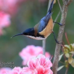 Acanthorhynchus tenuirostris (Eastern Spinebill) at Burrill Lake, NSW - 18 Sep 2018 by CharlesDove