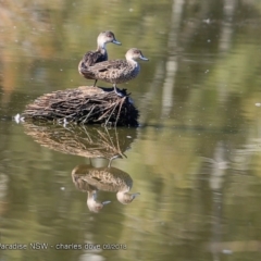 Anas gracilis (Grey Teal) at Undefined - 21 Sep 2018 by CharlesDove