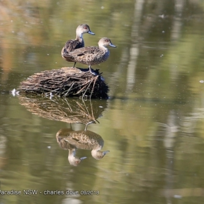 Anas gracilis (Grey Teal) at Undefined - 20 Sep 2018 by Charles Dove