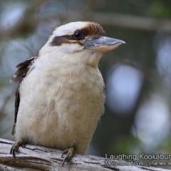 Dacelo novaeguineae (Laughing Kookaburra) at Mollymook, NSW - 19 Sep 2018 by CharlesDove