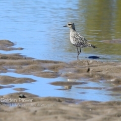 Pluvialis fulva (Pacific Golden Plover) at Comerong Island Nature Reserve - 19 Sep 2018 by CharlesDove