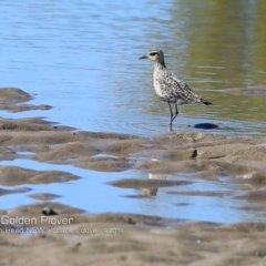 Pluvialis fulva (Pacific Golden-Plover) at Comerong Island Nature Reserve - 18 Sep 2018 by Charles Dove