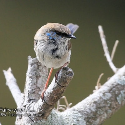 Malurus cyaneus (Superb Fairywren) at Undefined - 17 Sep 2018 by CharlesDove