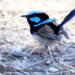 Malurus cyaneus (Superb Fairywren) at Ulladulla, NSW - 22 Sep 2018 by CharlesDove