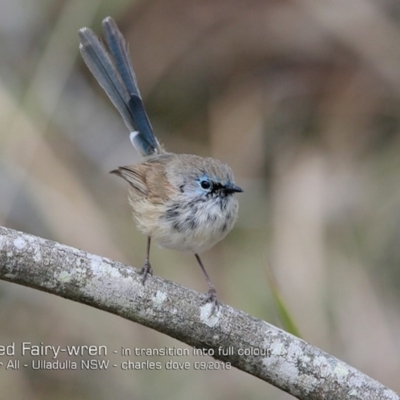 Malurus lamberti (Variegated Fairywren) at Ulladulla, NSW - 22 Sep 2018 by CharlesDove