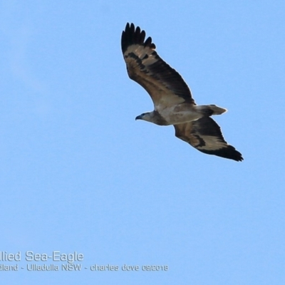 Haliaeetus leucogaster (White-bellied Sea-Eagle) at Undefined - 23 Sep 2018 by CharlesDove