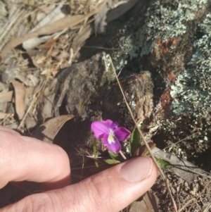 Viola betonicifolia at Amaroo, ACT - 25 Sep 2018