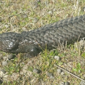 Tiliqua rugosa at Amaroo, ACT - 25 Sep 2018 02:30 PM