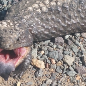 Tiliqua rugosa at Bonner, ACT - 25 Sep 2018