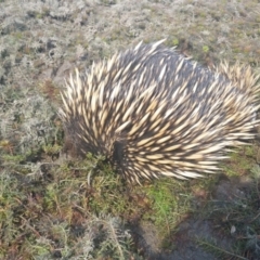 Tachyglossus aculeatus (Short-beaked Echidna) at Amaroo, ACT - 25 Sep 2018 by nathkay