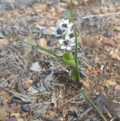 Wurmbea dioica subsp. dioica (Early Nancy) at Amaroo, ACT - 25 Sep 2018 by nath_kay
