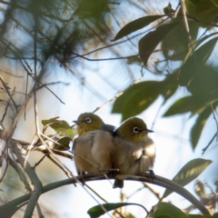 Zosterops lateralis (Silvereye) at Florey, ACT - 23 Sep 2018 by b