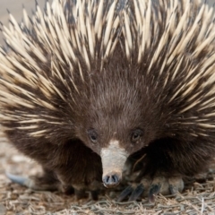 Tachyglossus aculeatus (Short-beaked Echidna) at Mulligans Flat - 15 Sep 2018 by b