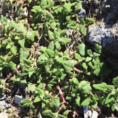 Tetragonia tetragonoides (Native Spinach, New Zealand Spinach) at Corunna, NSW - 25 Sep 2018 by LocalFlowers