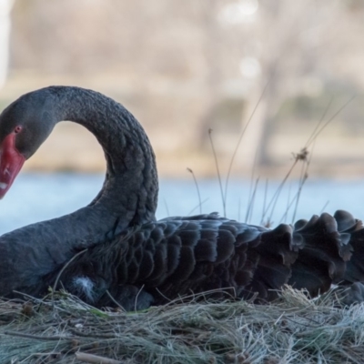 Cygnus atratus (Black Swan) at Amaroo, ACT - 21 Aug 2018 by b