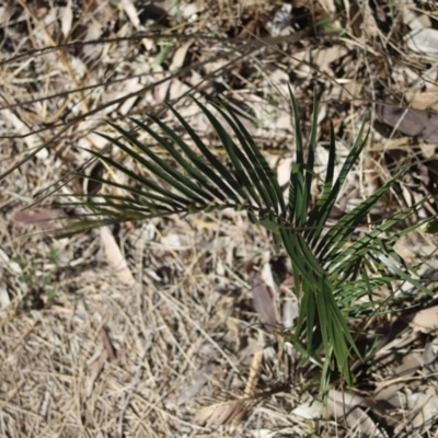 Macrozamia communis (Burrawang) at Corunna, NSW - 25 Sep 2018 by LocalFlowers