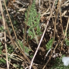 Daucus carota (Wild Carrot) at Corunna, NSW - 25 Sep 2018 by LocalFlowers