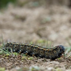 Apina callisto (Pasture Day Moth) at Amaroo, ACT - 15 Sep 2018 by b