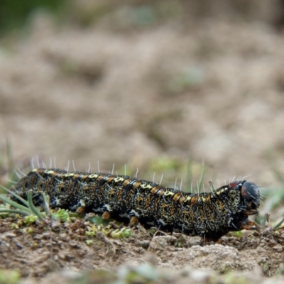 Apina callisto (Pasture Day Moth) at Amaroo, ACT - 15 Sep 2018 by b