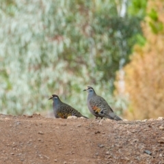 Phaps chalcoptera (Common Bronzewing) at Paddys River, ACT - 2 Sep 2018 by b