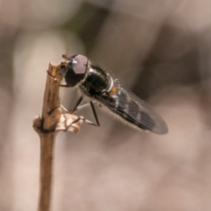 Melangyna sp. (genus) at Jerrabomberra, ACT - 18 Sep 2018 11:51 AM