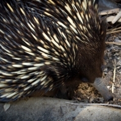 Tachyglossus aculeatus (Short-beaked Echidna) at Corunna, NSW - 25 Sep 2018 by LocalFlowers