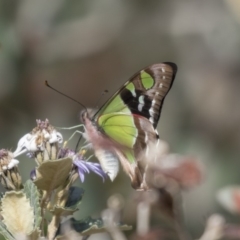 Graphium macleayanum (Macleay's Swallowtail) at Hackett, ACT - 24 Sep 2018 by AlisonMilton