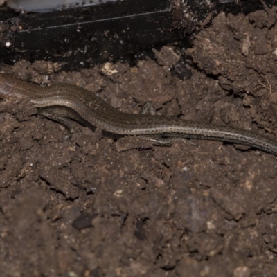 Lampropholis delicata (Delicate Skink) at Higgins, ACT - 6 Sep 2018 by AlisonMilton