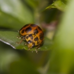 Harmonia conformis (Common Spotted Ladybird) at Higgins, ACT - 7 Sep 2018 by AlisonMilton