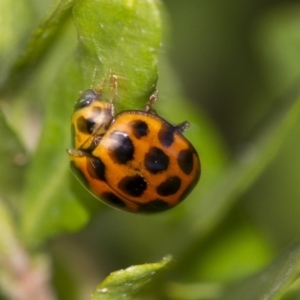 Harmonia conformis at Higgins, ACT - 7 Sep 2018