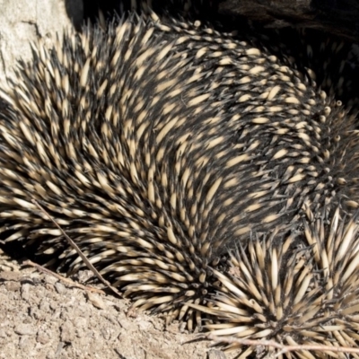 Tachyglossus aculeatus (Short-beaked Echidna) at Amaroo, ACT - 8 Sep 2018 by AlisonMilton