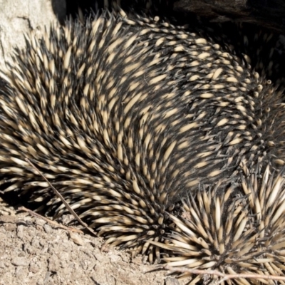 Tachyglossus aculeatus (Short-beaked Echidna) at Amaroo, ACT - 9 Sep 2018 by AlisonMilton