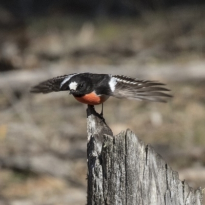 Petroica boodang (Scarlet Robin) at Amaroo, ACT - 9 Sep 2018 by AlisonMilton