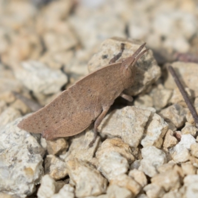 Goniaea australasiae (Gumleaf grasshopper) at Amaroo, ACT - 9 Sep 2018 by Alison Milton