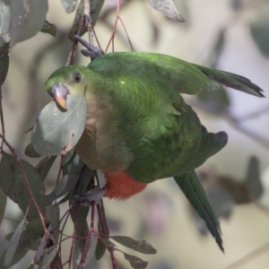 Alisterus scapularis at Parkes, ACT - 24 Sep 2018